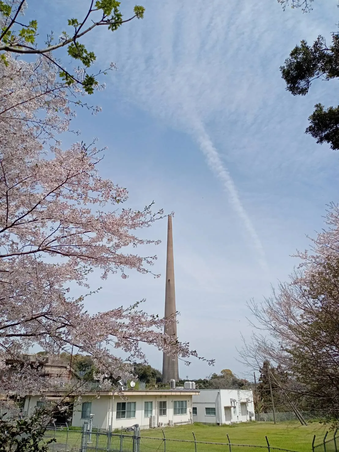 桜と２号塔