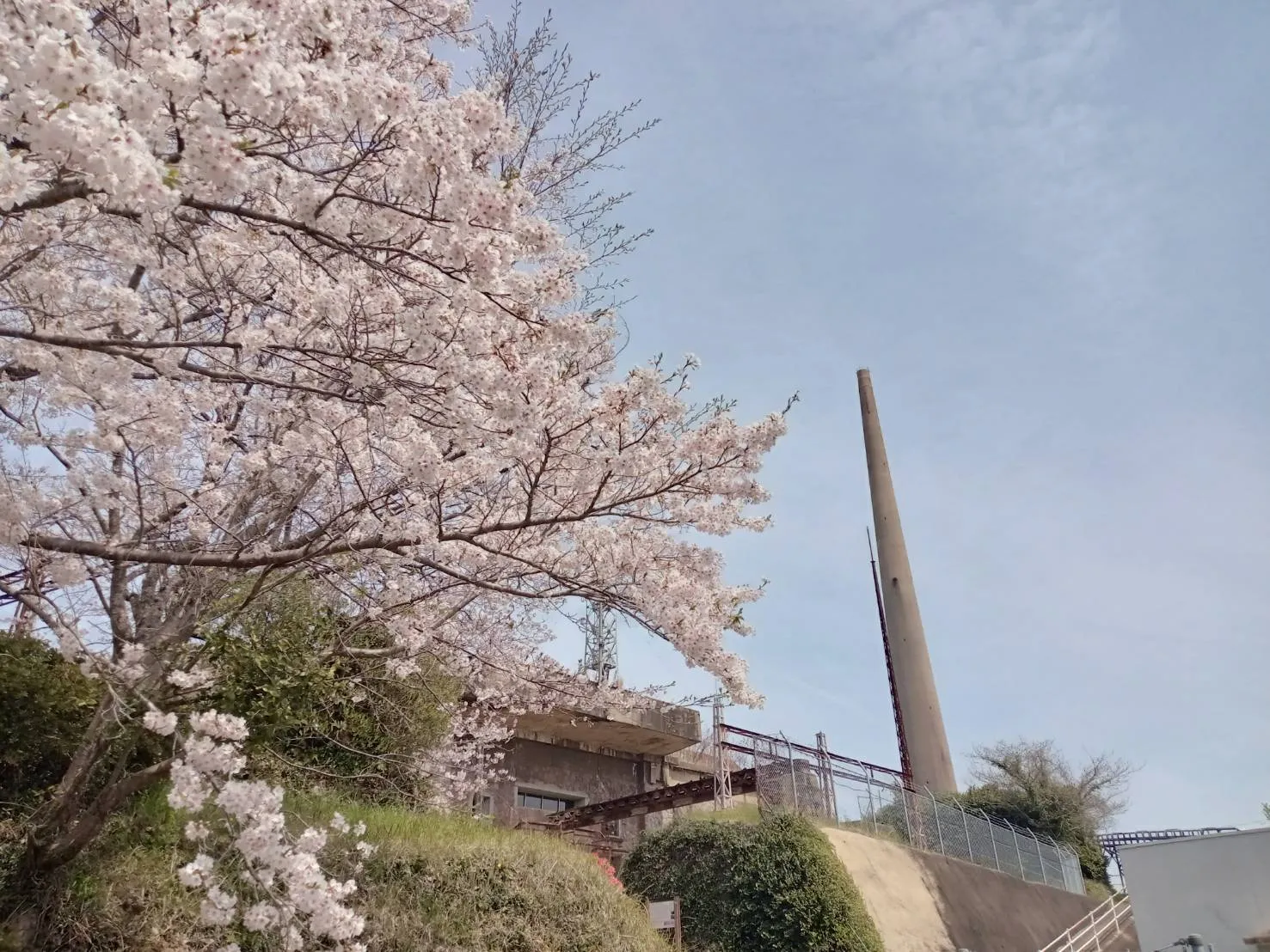 桜と２号塔