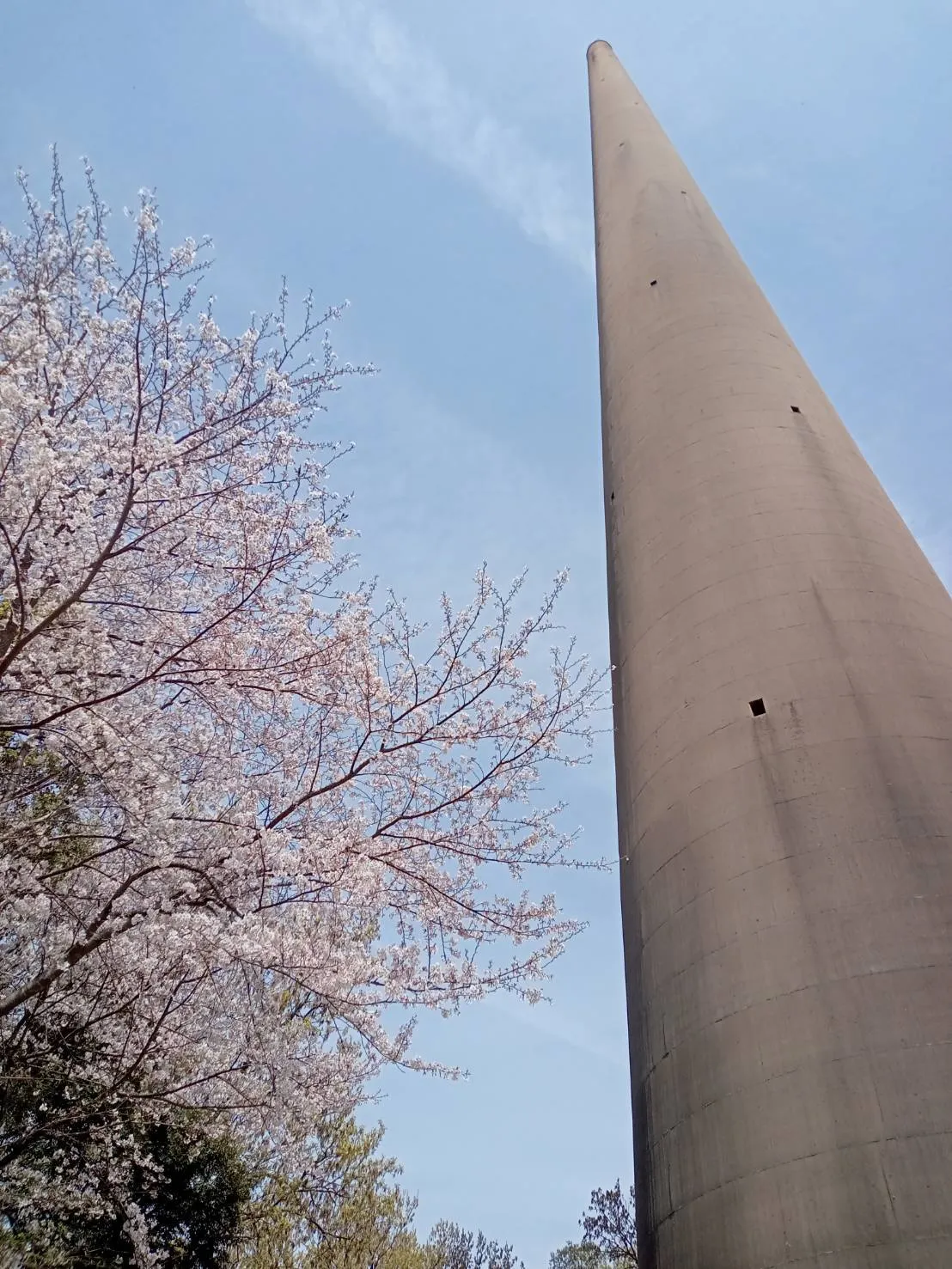 桜と３号塔