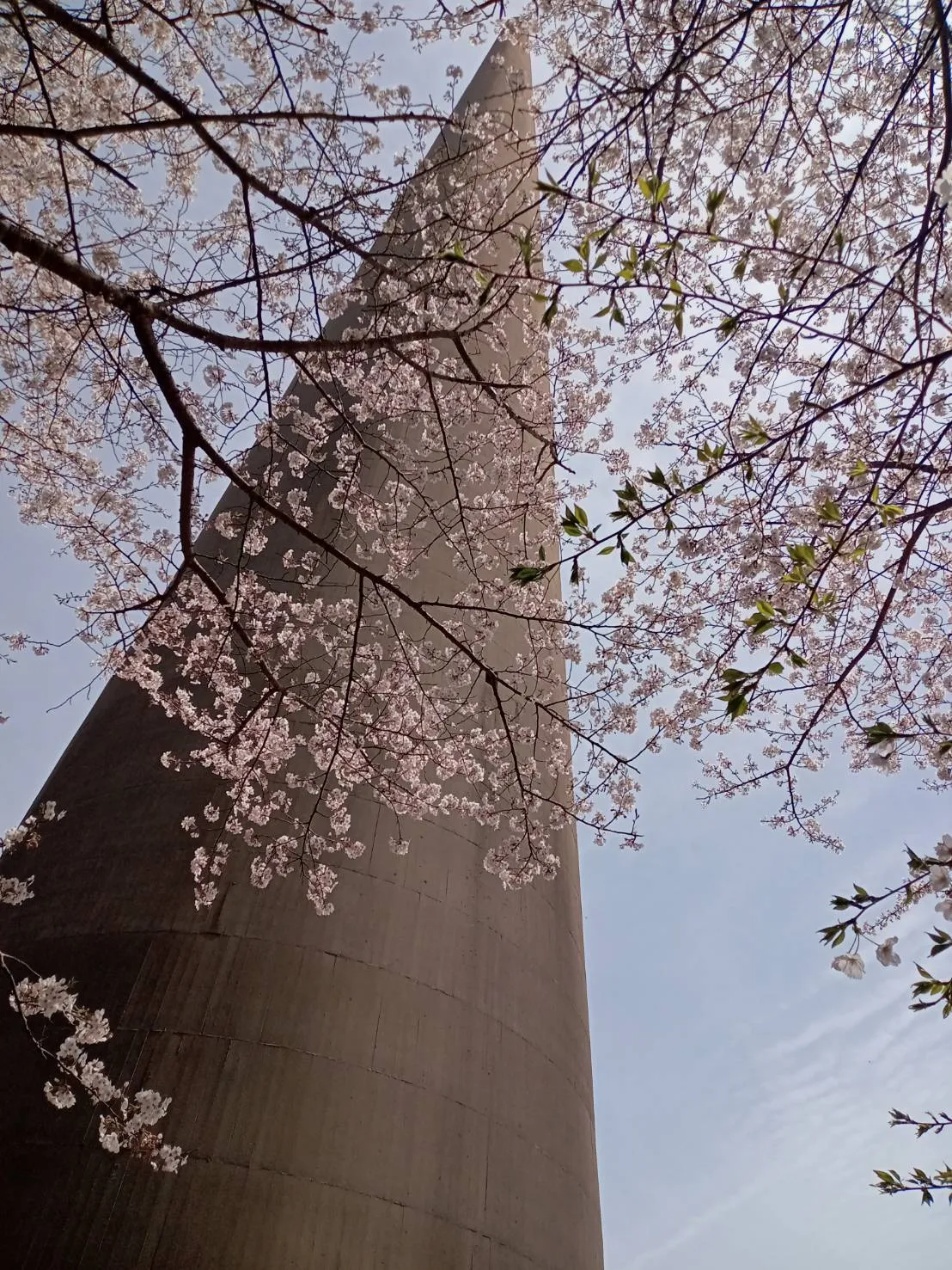 桜と３号塔